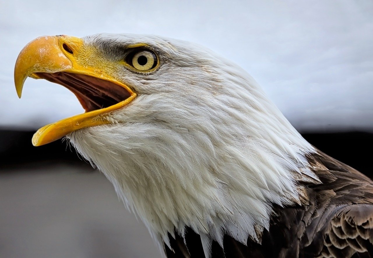 eagle, bald eagle, bird-8128926.jpg