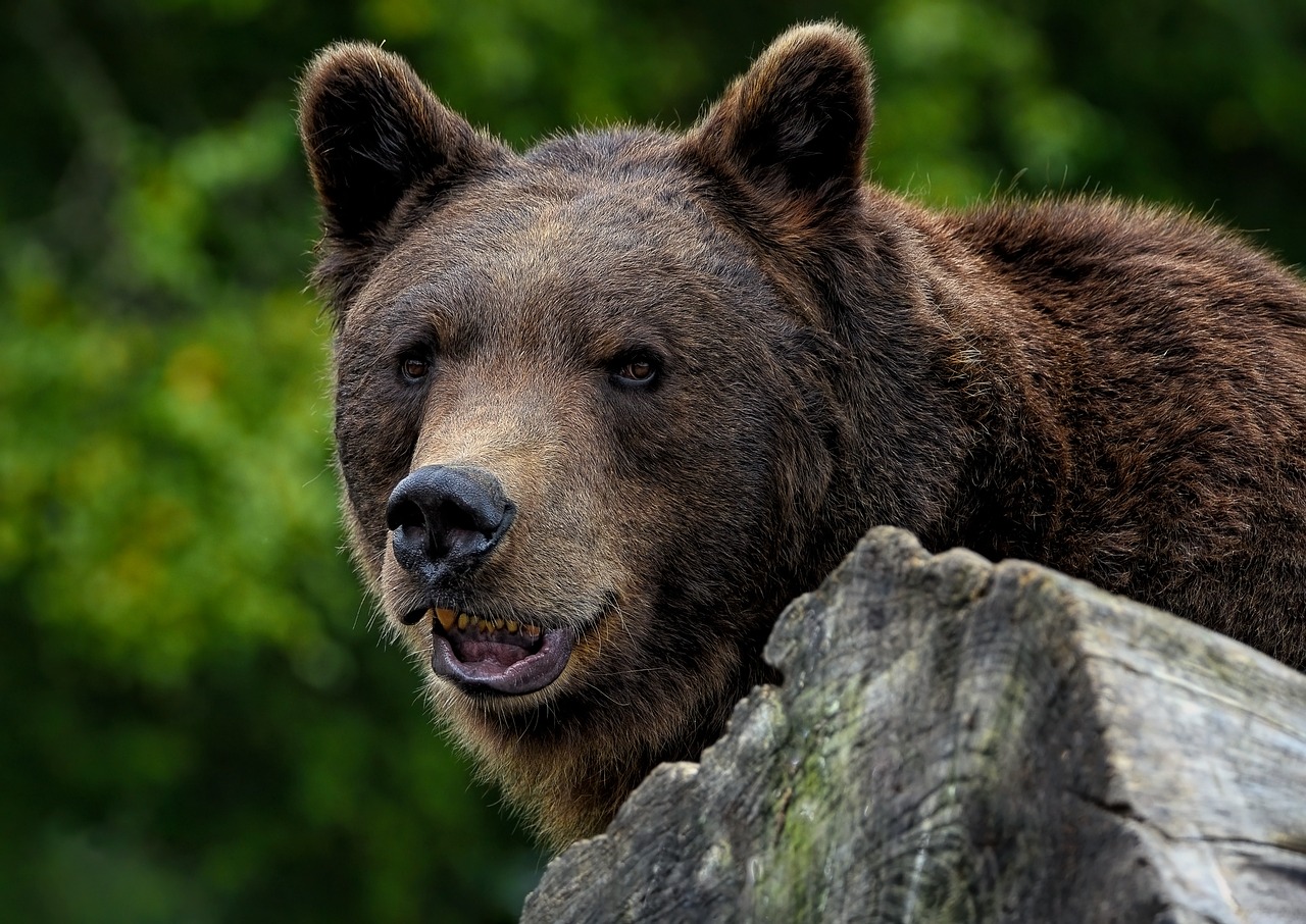 bear, brown bear, grizzly bear-8164684.jpg