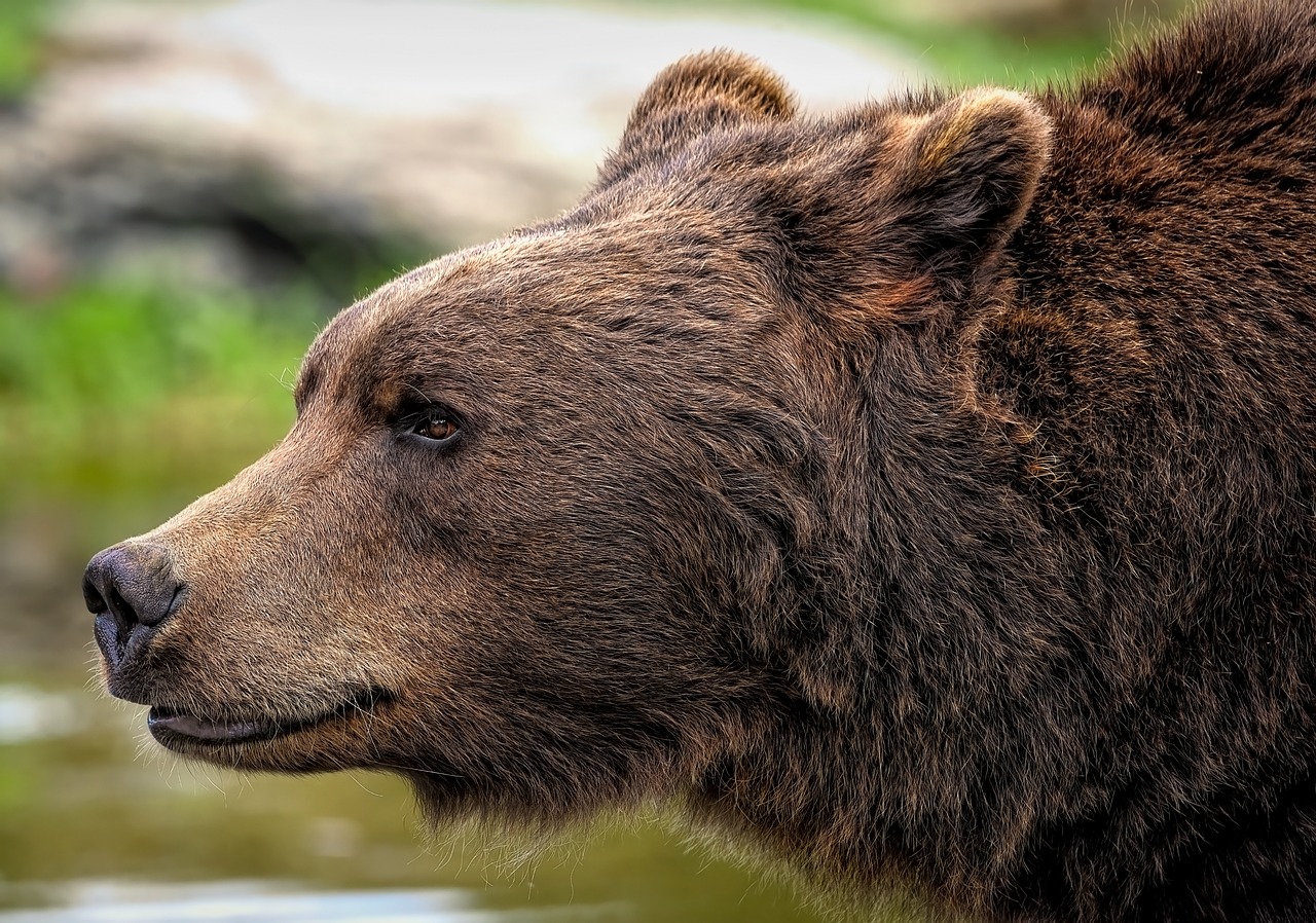 brown bear, grizzly bear, bear-8164838.jpg