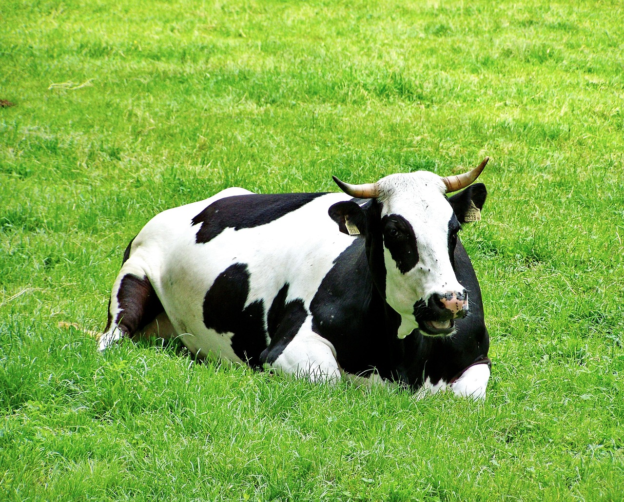 black and white cow, green pasture, resting animal-777523.jpg