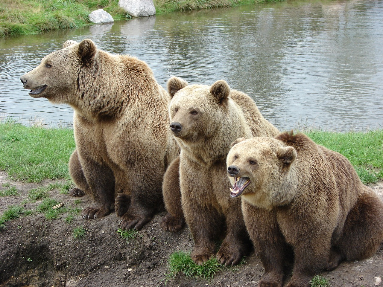 bear, nature park, denmark-1206881.jpg