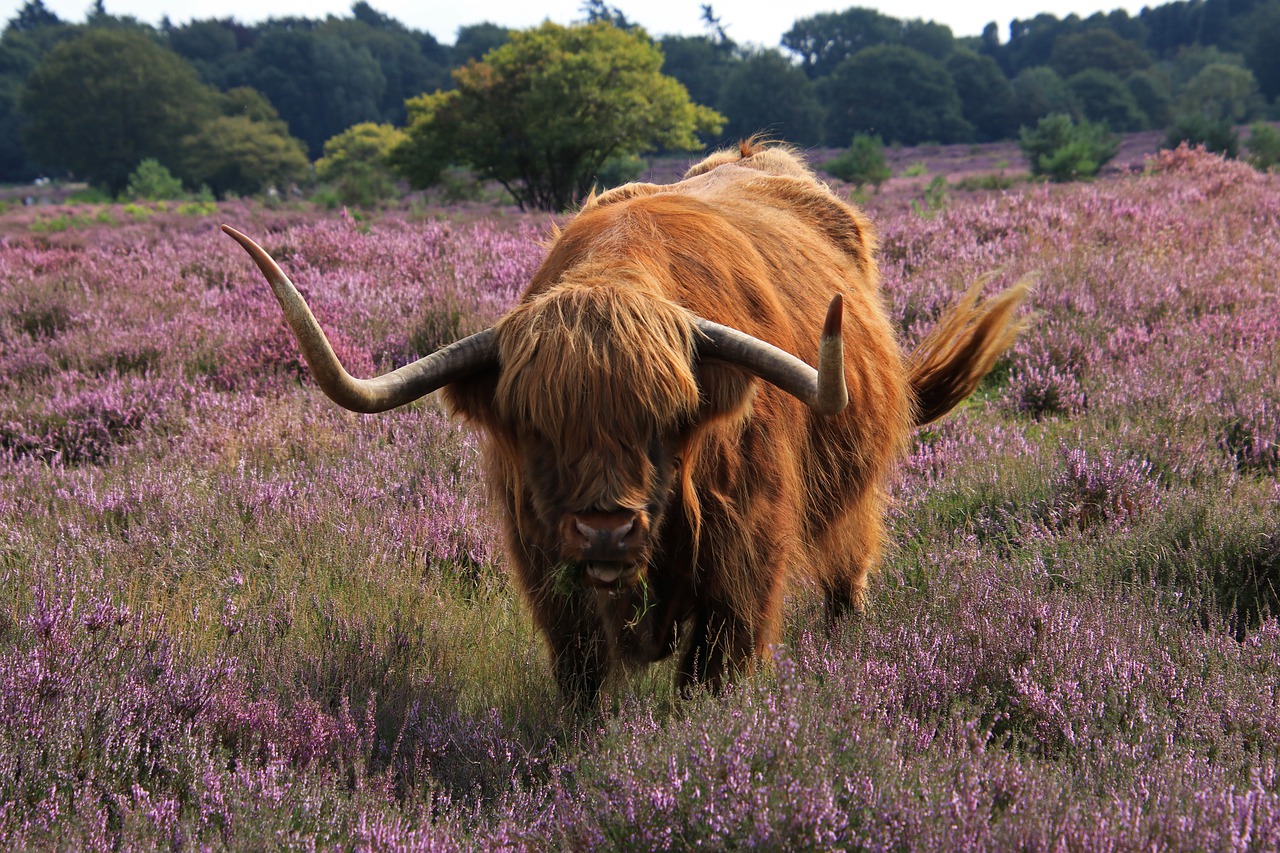 cow, red-brown highlander, scottish highlander-7623051.jpg