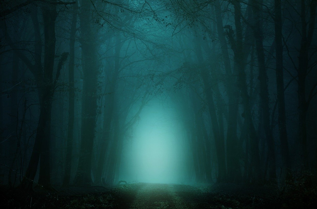 forest, path, fog-4099730.jpg