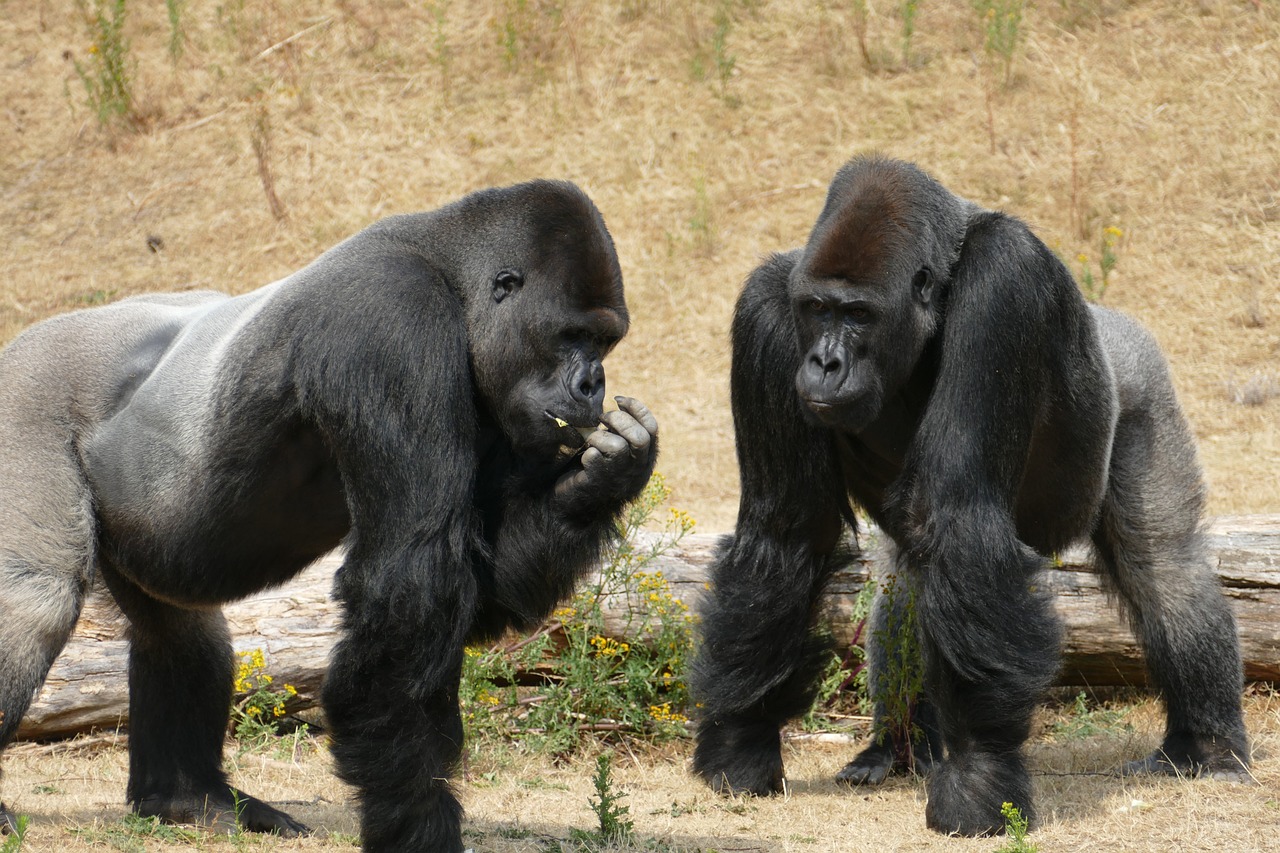 gorilla, lowland gorillas, monkey-3526174.jpg