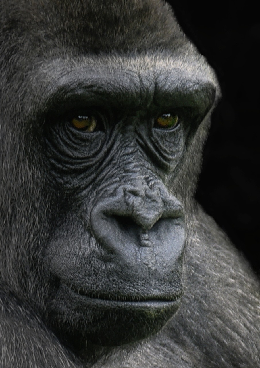 gorilla, western lowland gorilla, primate-7418394.jpg