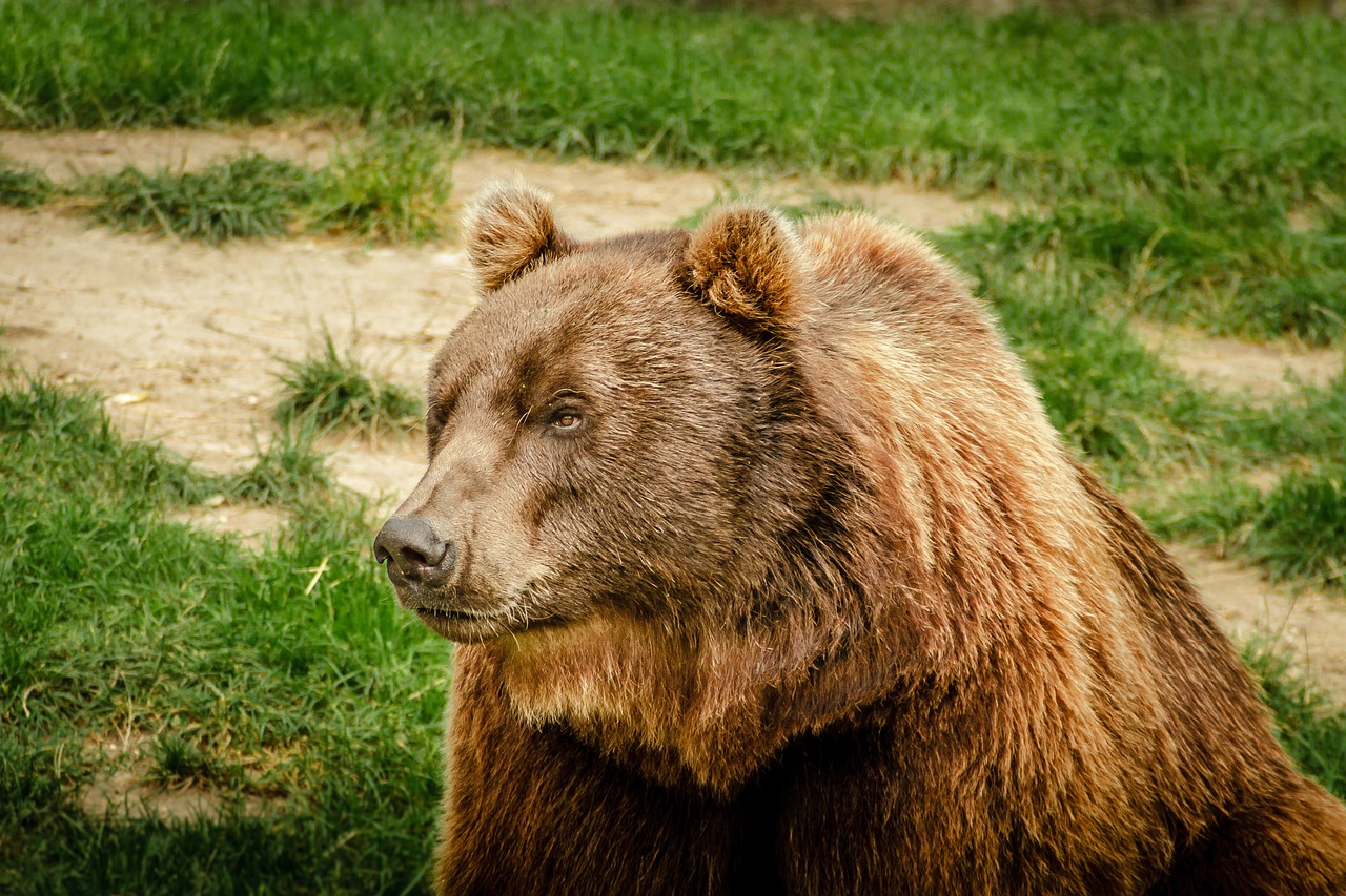 bear, brown bear, ursus arctos-1606955.jpg