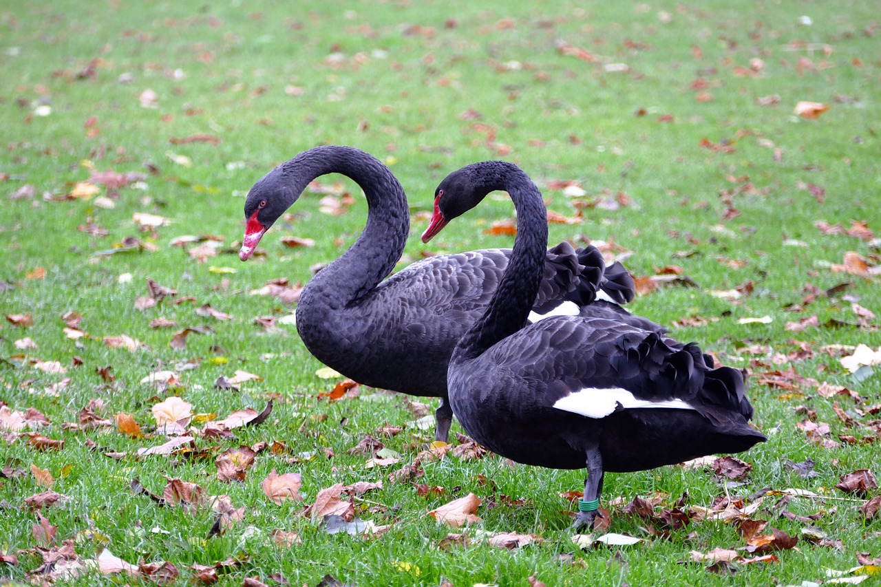 black swans, swans, black-1021084.jpg