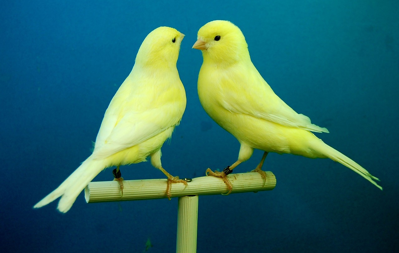 canaries, yellow, aviary-426279.jpg